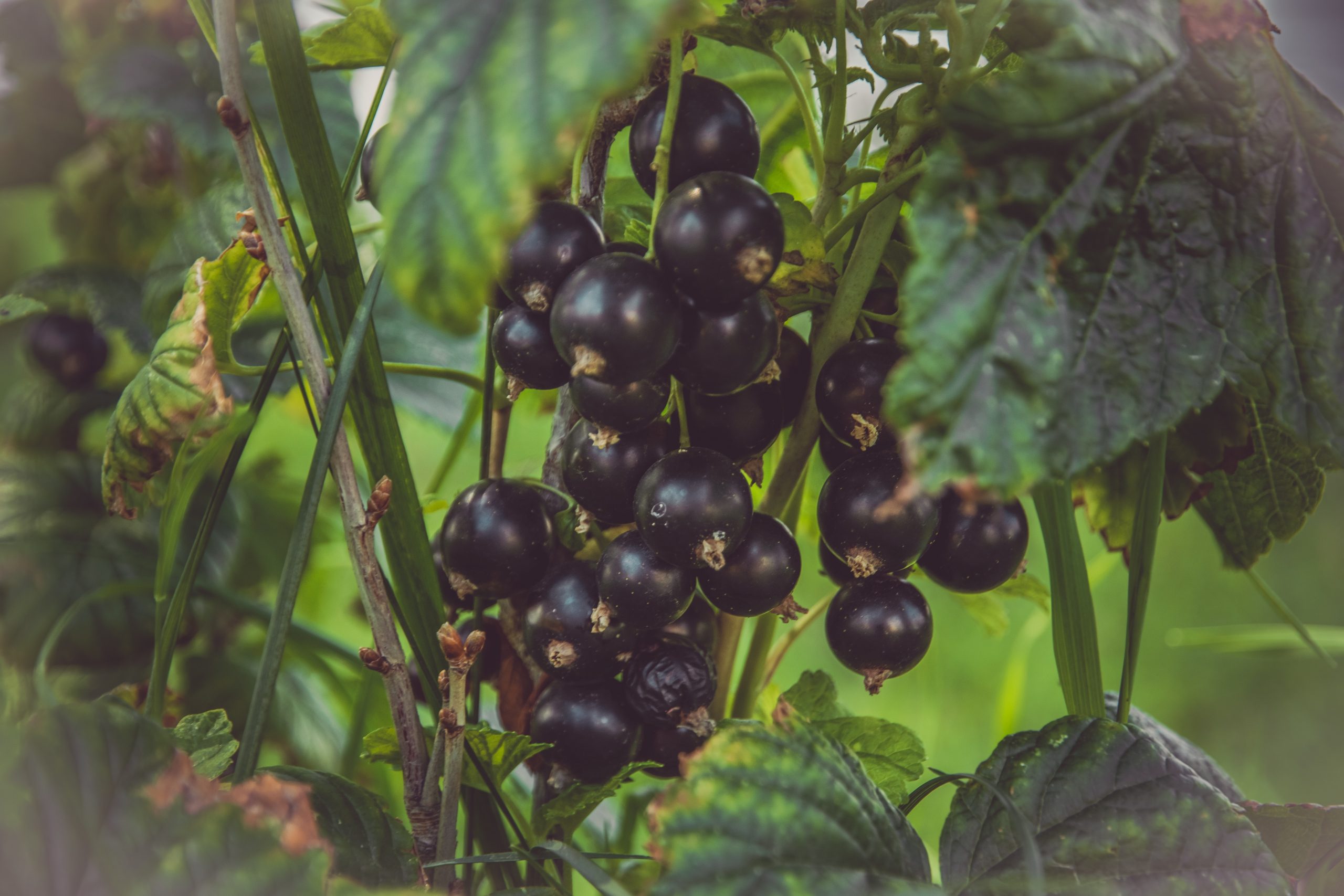 Are Black Currents Good?